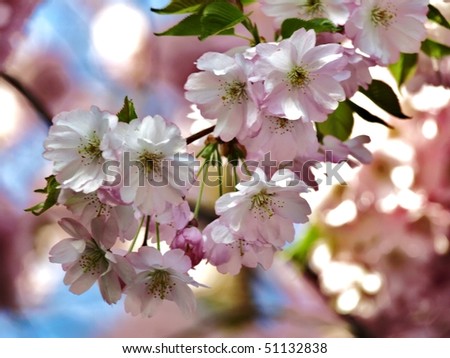 japanese cherry tree blossoms. stock photo : japanese cherry tree blossoms in spring - macro