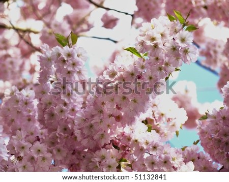 cherry tree blossom japan. cherry tree blossom japan.