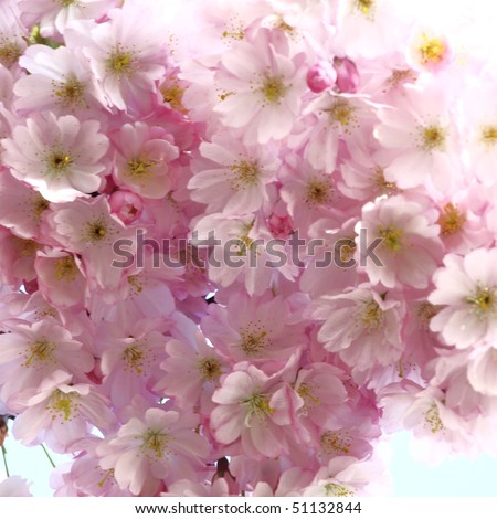 japanese cherry tree blossoms. stock photo : pink japanese cherry tree blossoms in spring