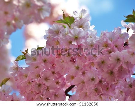 japanese cherry tree pictures. pink japanese cherry tree