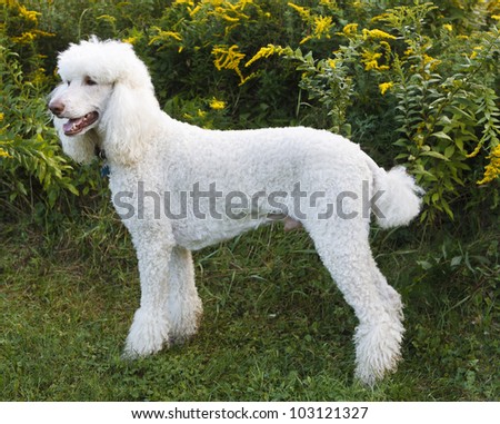 White Standard Poodle