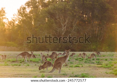 Herd of kangaroos at twilight (Coombabah Lake, QLD, Australia)
