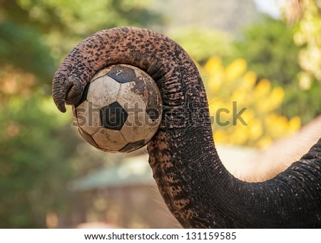 Elephant in a camp want to play soccer