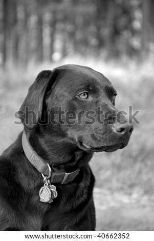 Black and White Lab. Shallow Depth of field with the focus on the labs left eye