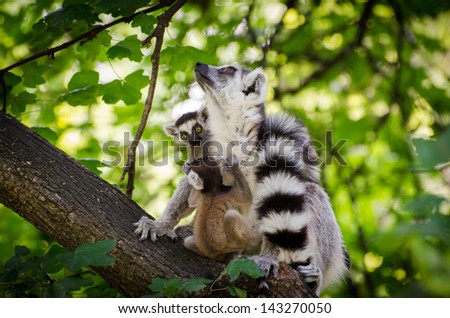 Ring-tailed lemur with two babys in the forest