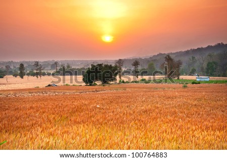 wide shot of sunset over wheat farms in rural pert of India