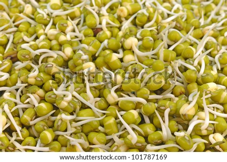 close up of pile of sprouted seeds of green gram