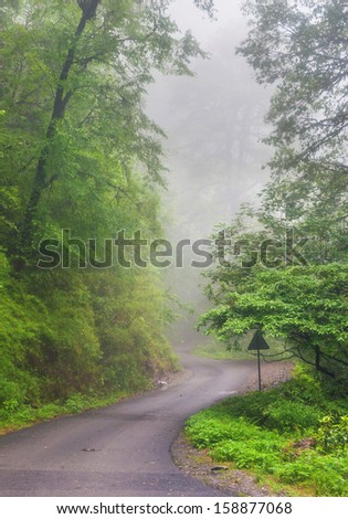 a foggy path in Indian himalaya