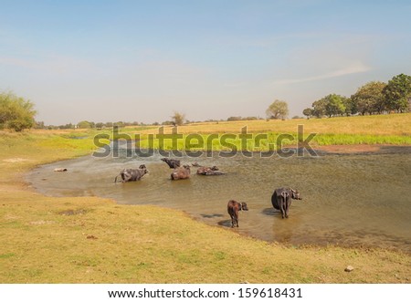 a group of buffaloes bathing in river in rural part India