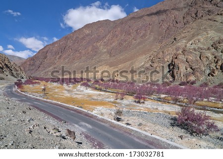 road along sea buckthorn forest in High altitude barren landscape