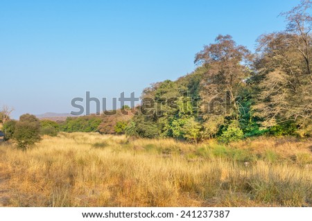 patch of tall grass and dense forest in Ranthambhore, National park, Rajsathan, India