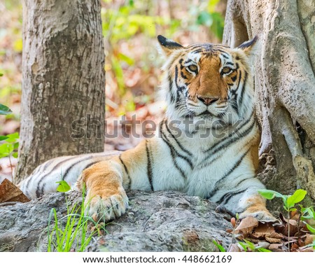 Royal Bengal tiger resting  at Jim Corbett National park