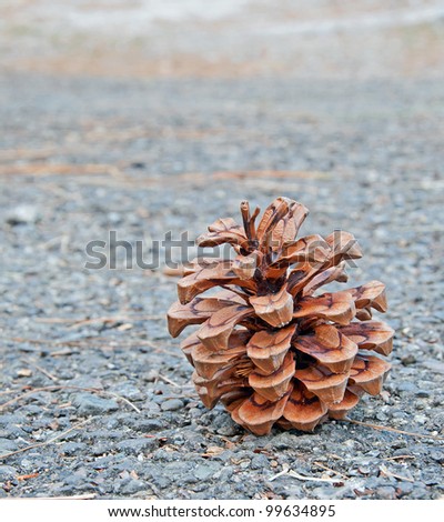 close up of pine cone lying on a road