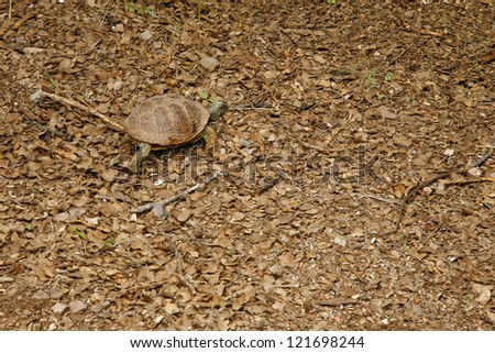 desert tortoise in the sand walking, slow-moving land-dwelling reptile with a large dome-shaped shel, Testudinidae