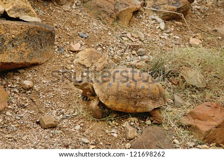 desert tortoise in the sand walking, slow-moving land-dwelling reptile with a large dome-shaped shel, Testudinidae