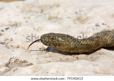 Dice Snake Portrait Stock Photo 79140613 : Shutterstock