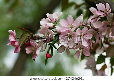 Sprig of flowering tree, spring tender and pink flowers