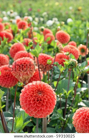 A field of dahlias with shallow depth of field and selective focus on the foreground. Backlit by early evening sunshine