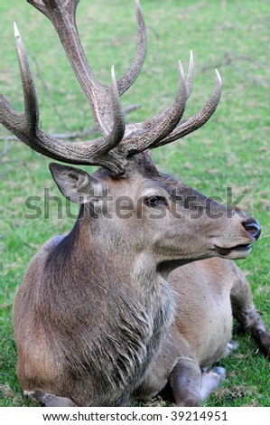 stock photo : deer head