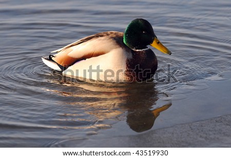 duck swimming in the sea