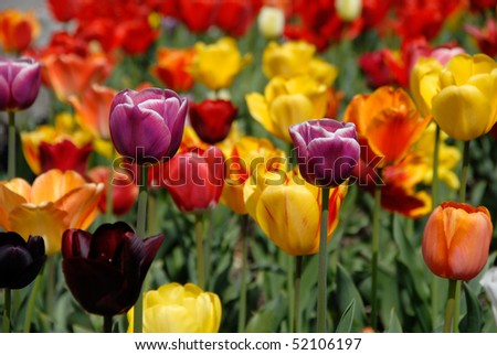 springtime with tulip colors