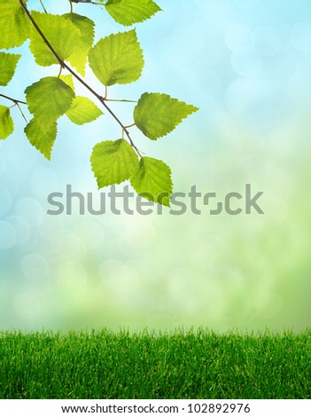 Green grass and birch leaves spring fantasy soft light background