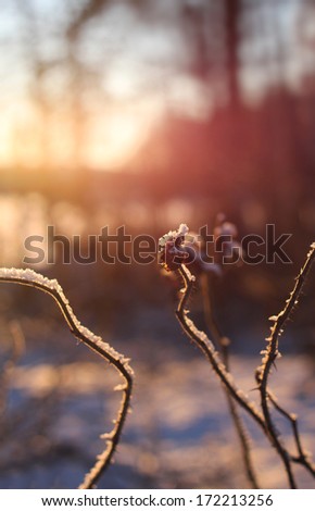 Frozen rose hip facing winter sunset and dreaming of summer, artistic impression