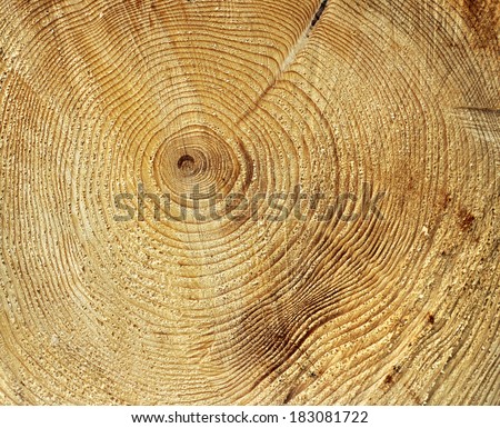 Annual growth rings circle pattern in tree stump