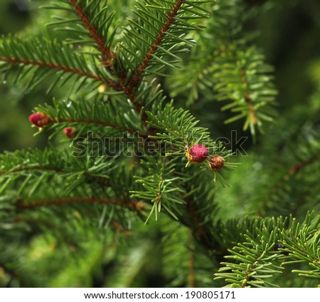 Spruce tree red spring sprout blossoming on green branch