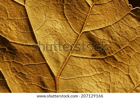 Brown yellow autumn leaf cell structure and veins