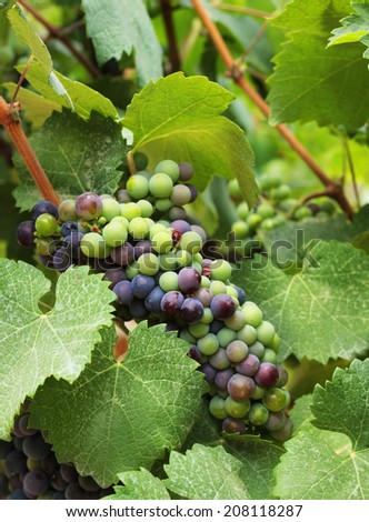 Fresh wine grapes harvest growing in vineyard