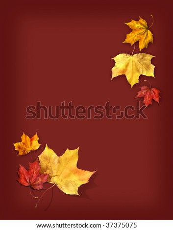 Red and yellow maple leafs on dark red background