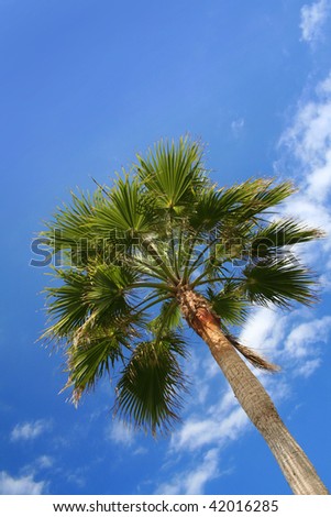 Green fan palm tree against blue summer sky background