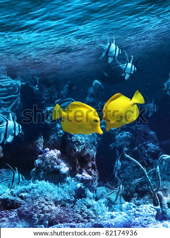 Two yellow tropical fishes meet in blue coral reef sea water aquarium