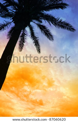 Palm tree silhouette against colorful sunset sky