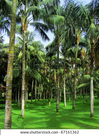 Tropical palms forest growing on green grass
