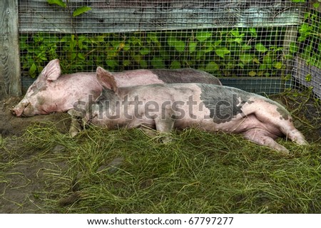 Two cute pigs resting in an open cage. /Taking a nap