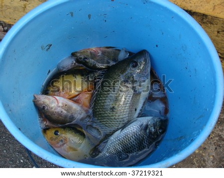 Fish in Blue Bucket