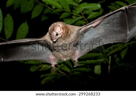 The Real Vampire Bat