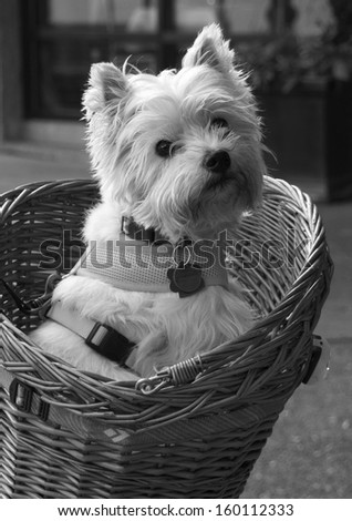 White dog in bike basket