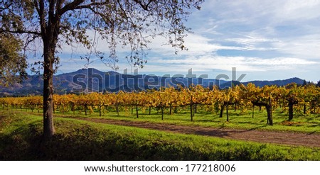 Napa Wine Country, California