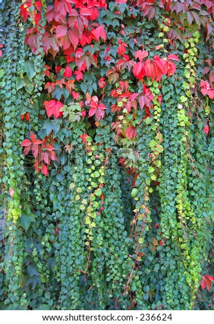 Vine Covered Wall