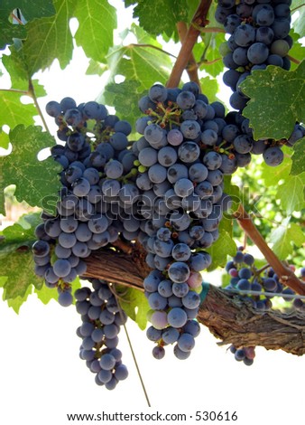 Grapes ripening on the vine, Napa Valley California