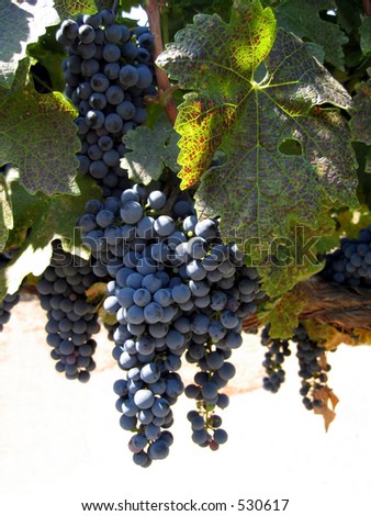 Grapes ripening on the vine Napa Valley California version 2