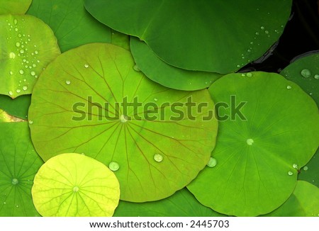 Green lily pads with dew