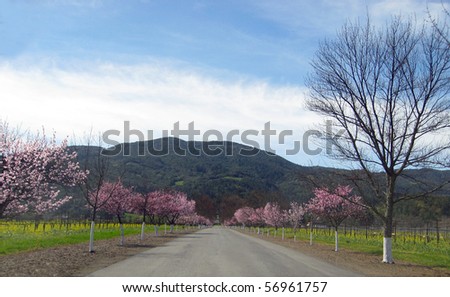 Pink Blossom Drive, Napa, California