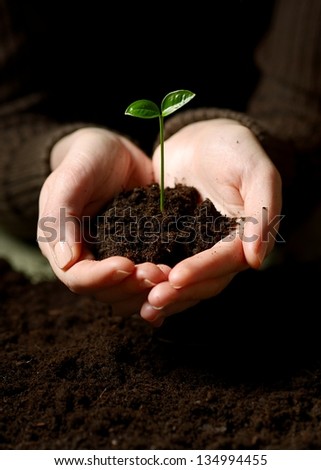 Hands with plant