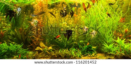 A green beautiful planted tropical freshwater aquarium with fishes A green beautiful planted tropical freshwater aquarium with fishes