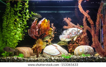 A Green Beautiful Planted Tropical Freshwater Aquarium With Fishes