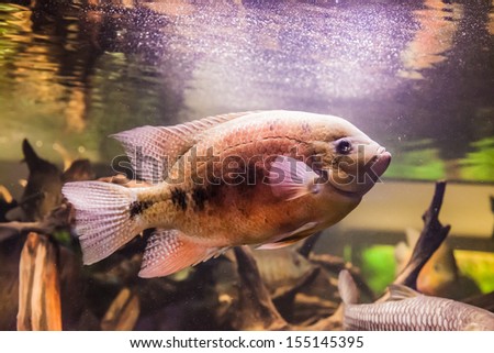 Shoal of tropical piranha fishes in freshwater aquarium